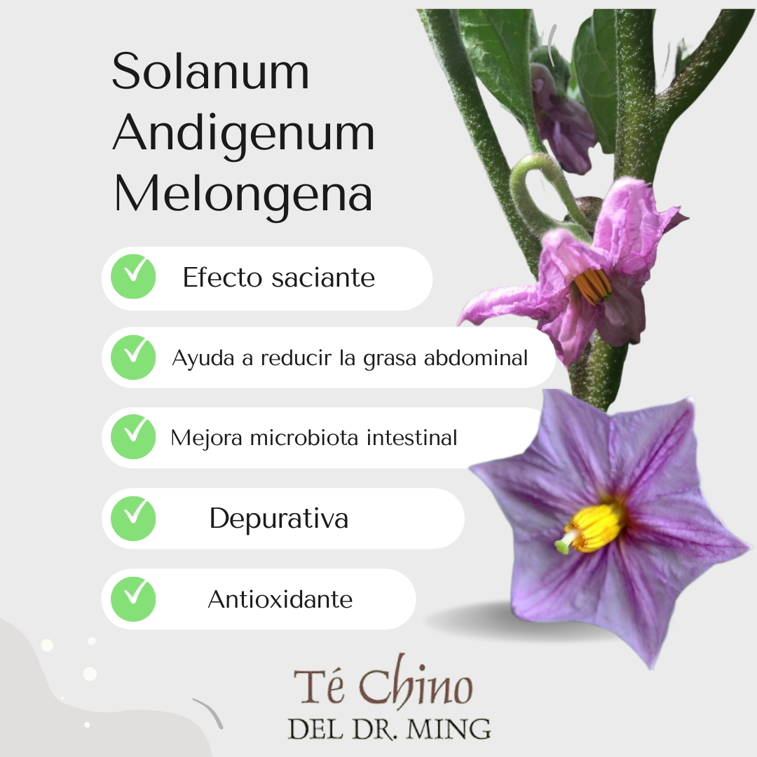 Solanum andigenum melongena - té chino del doctor dr. ming