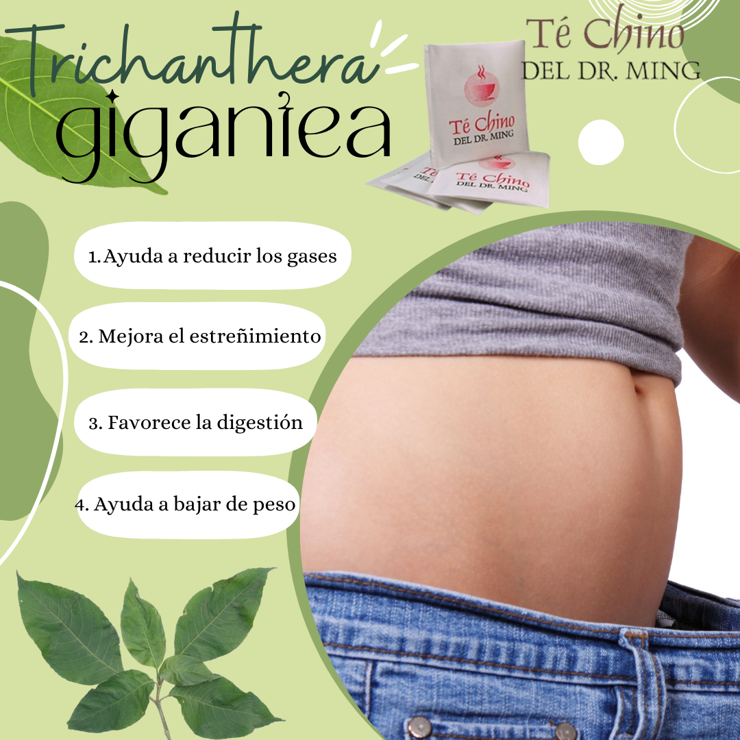 TRICHANTERA GIGANTEA - PLANTA MEDICIONAL DOCTOR MING